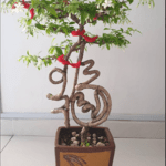 Albert, Bonsai Tree Singapore, Buy Bonsai in Singapore, thesilkscreenprinting.com