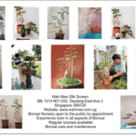 Albert Name, Bonsai Tree Singapore, Buy Bonsai in Singapore, thesilkscreenprinting.com