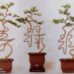 Chinese word, Bonsai Tree Singapore, Buy Bonsai in Singapore, thesilkscreenprinting.com